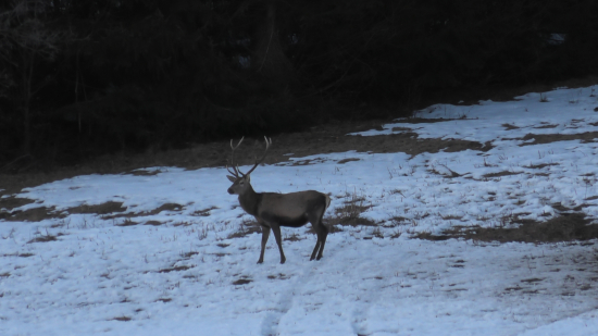 Dnešná vychádzka 2