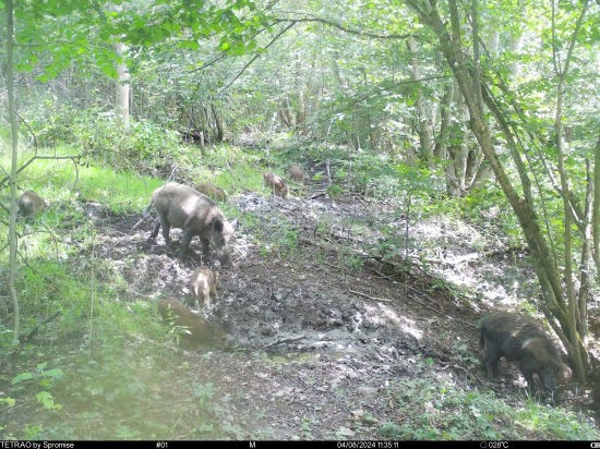Hromadné kaluženie