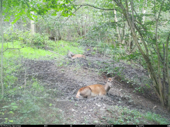Bahenný odpočinok.