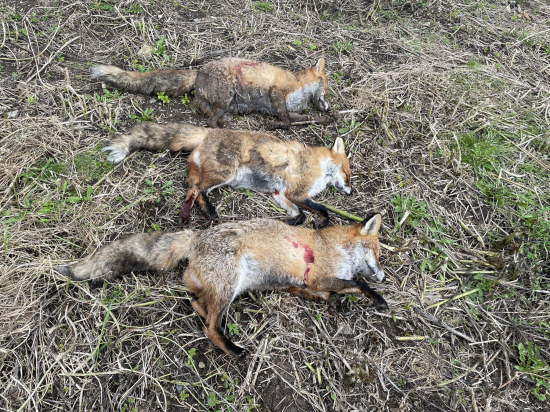 Aj takto sa zadarilo