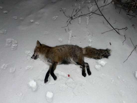 Ranný úlovok na snehu