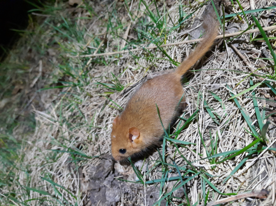 Zimný spánok sa skončil