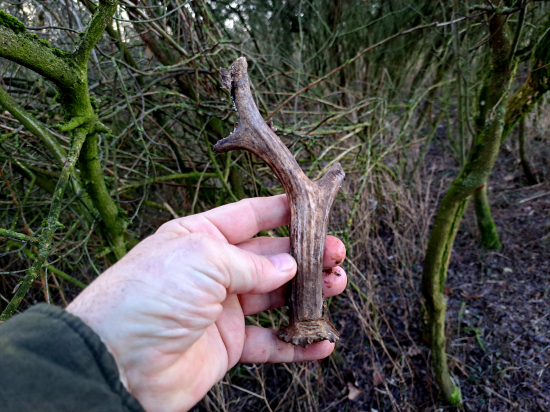 Hlodavci ho našli dřív.