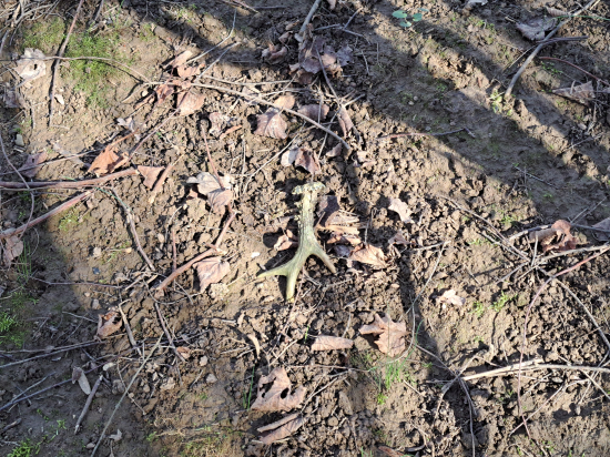 Loni přehlédnutý.