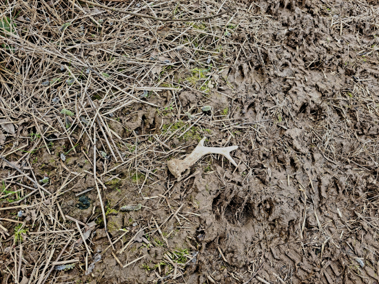 Dárek od prasátek.