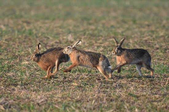 Zajíci v akci 3.