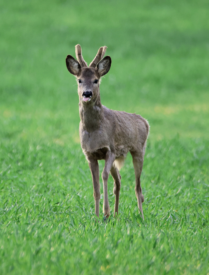 Velikonoční mládenec.