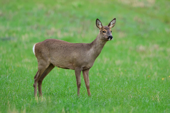Dáma z dnešního rána.