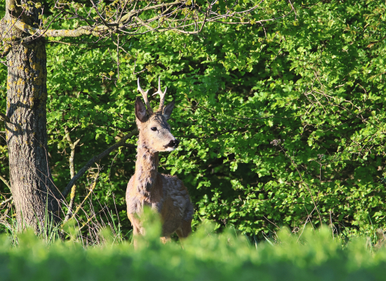 Slunce zachází a srnec vychází.