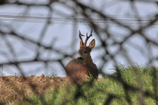 Za šípkovým keřem.