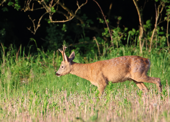Ranní srnec.
