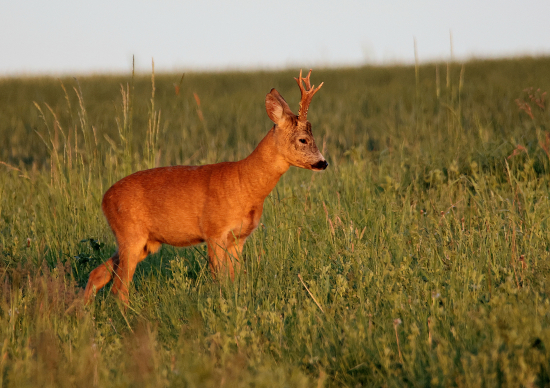 Při východu slunce.