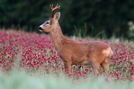Další fešák na jeteli.