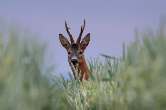 Mizerné světlo,slušný mládenec.