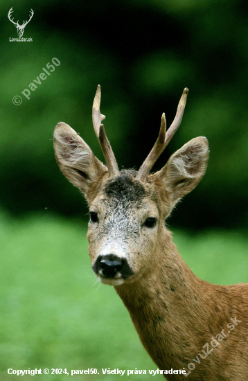 Starý pán.