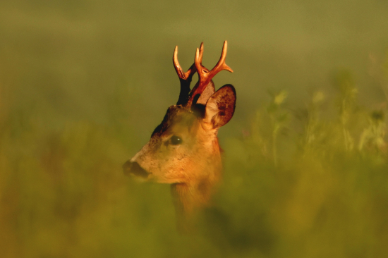 Východ slunce v lucerce.