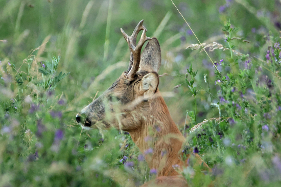 Našoulaný ignorant.