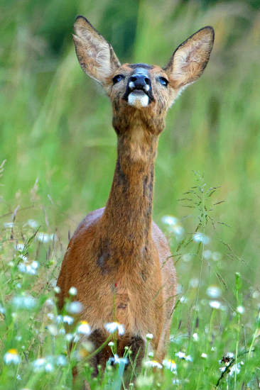 Čichala,čichala,ale nenačichala ;-)))