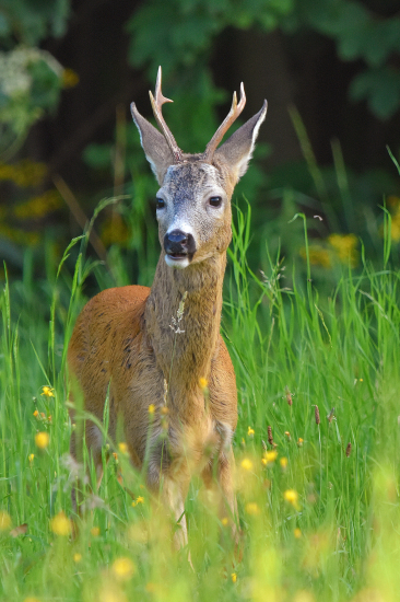 Jeden srneček z klobouku ;-))
