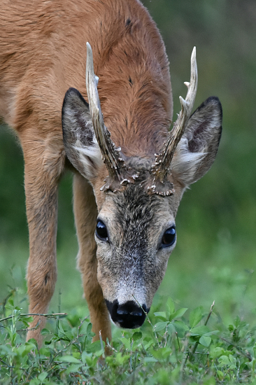 Kukadla jak zrcadla.