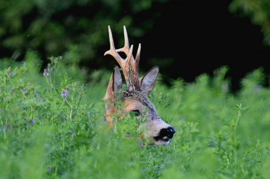 Profilovka z lucerky.