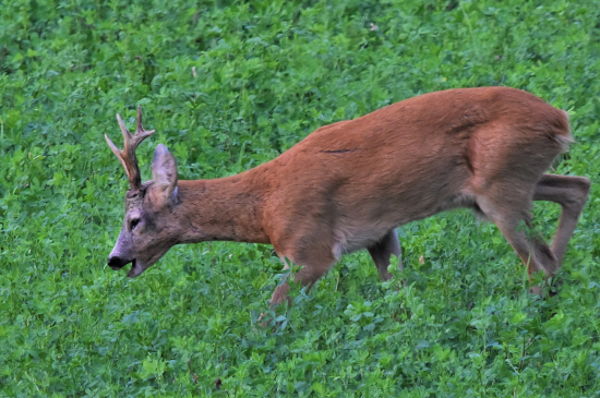 Profilovka starkého.