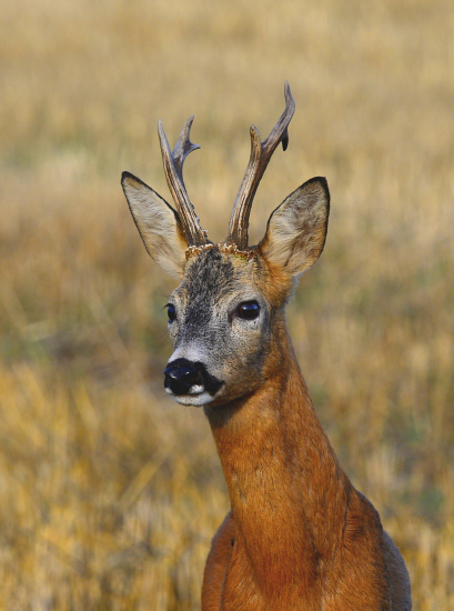 Horký den na strništi.