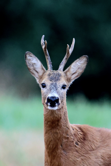 Věnoval mi krátký pohled.