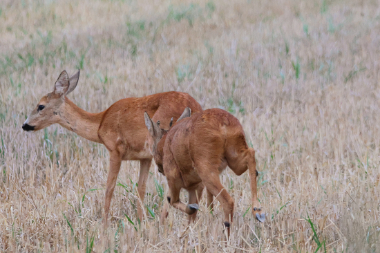 Starký si troufá ;-))