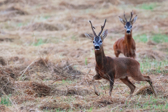 Poražený opouští arénu.