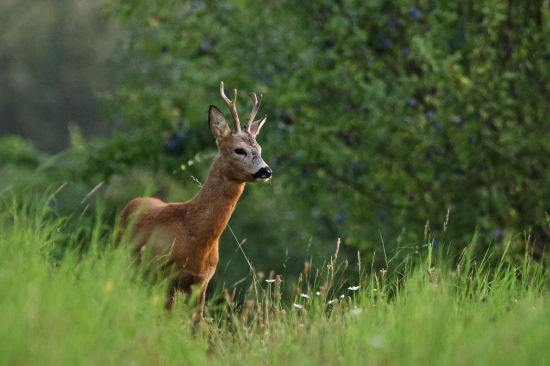 Nachytán na švestkách ;-)))