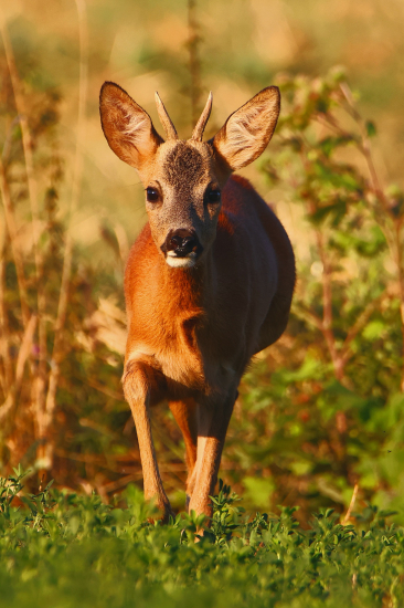 Za hlasem říjné srny.