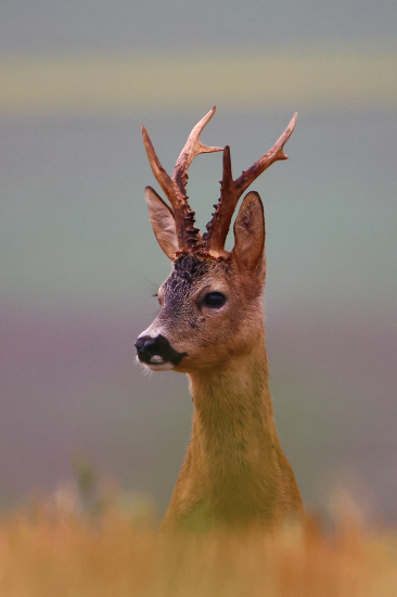 Štěstí se unavilo!