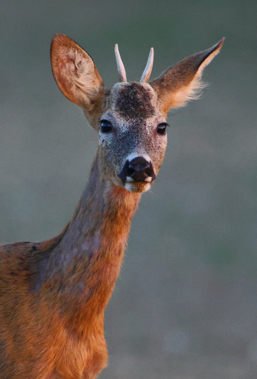 Čertík v zapadajícím slunci.