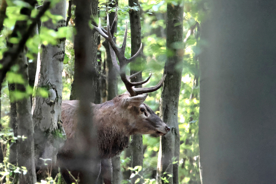 Čtrnácterák z bučiny.