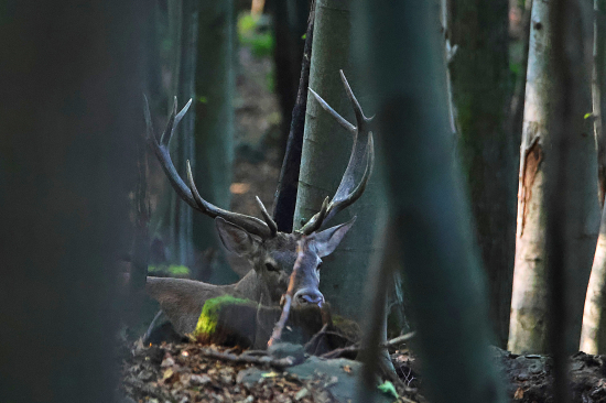 Odpočívající dvanácterák.