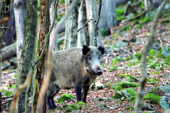 Bachyně na bukvicích.