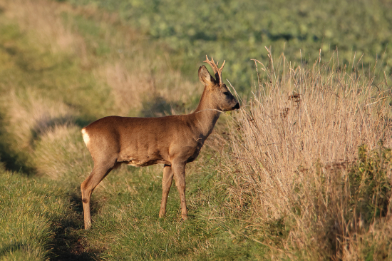 Ráno na polní cestě.
