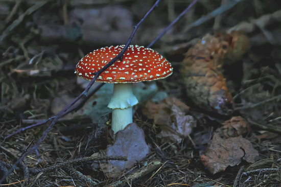 Není k nakousnutí ;-)))