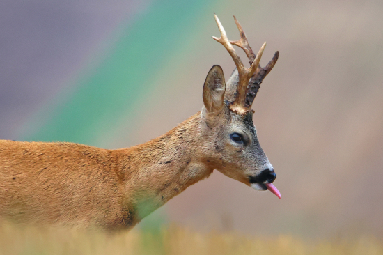 Prověřuje srnečku.