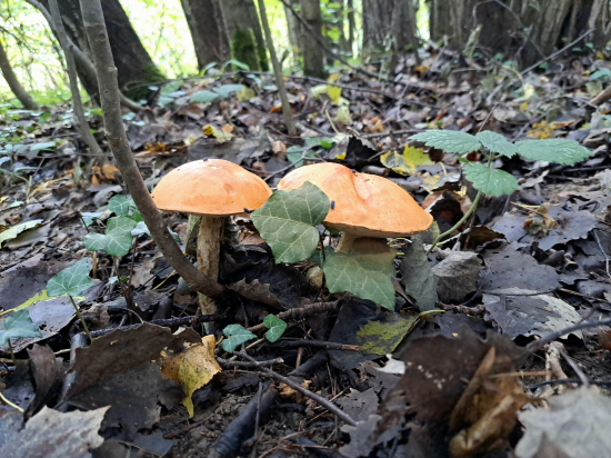 Bratři-Křemenáč osikový.