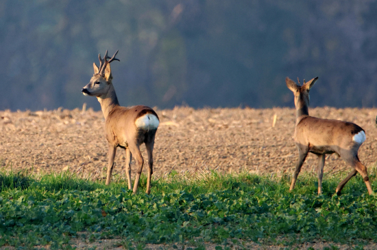 Ještě v plné zbroji.