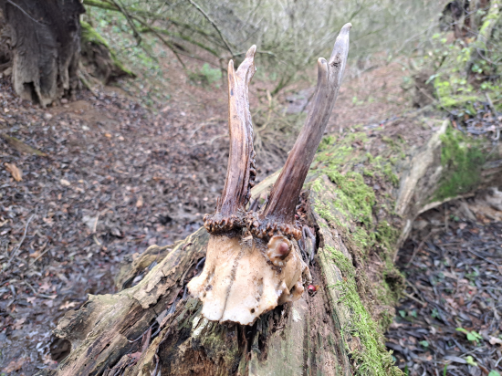 Úhyn raritního zpátečníka.