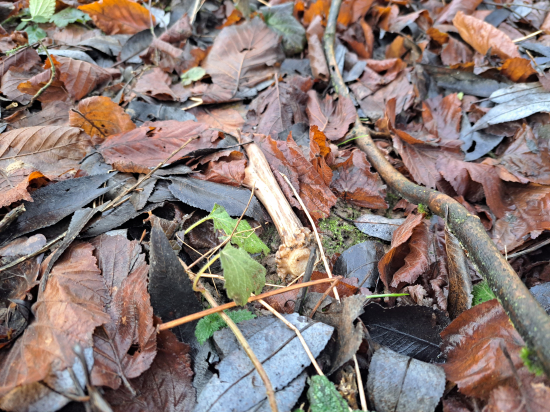 Téměř neviditelný.