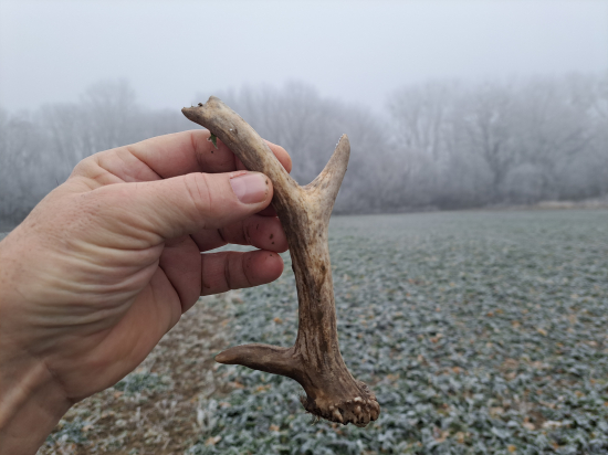 Silvestrovská raritka.