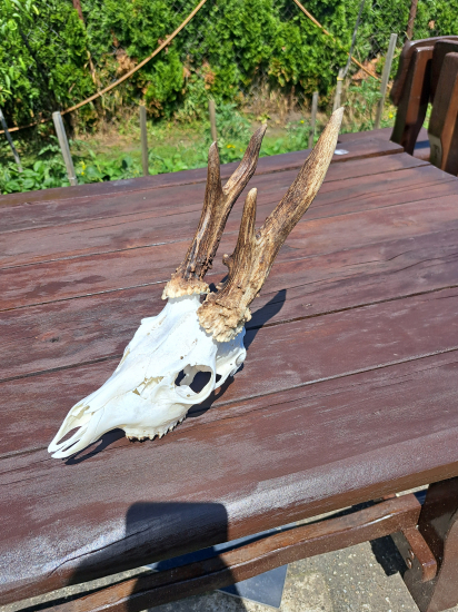 Trofej srdca z kategorie úlovkov