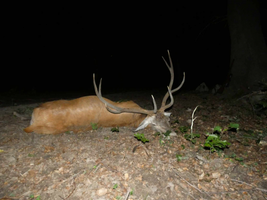 Svokrov večný osmorák