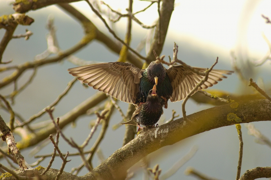 Škorec obyčajný - pri hniezde