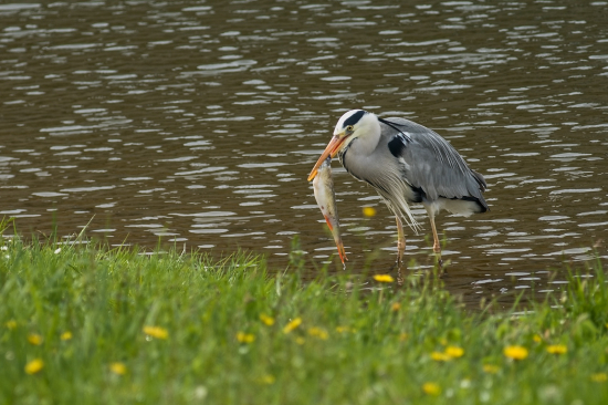 Obed je zabezpečený