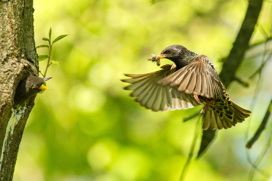 Hladoško už čaká
